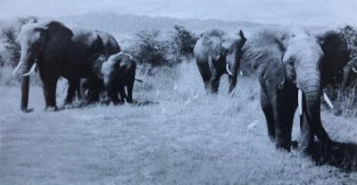 Magic Carpet 'Round the World film Elephants