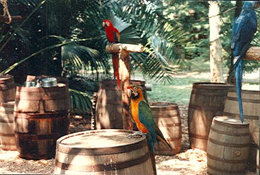 Walt Disney World Discovery Island parrots