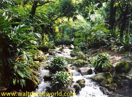 Walt Disney World Discovery Island waterfall